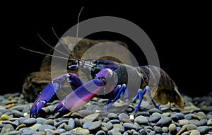 Crayfish Cherax in aquarium