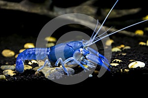 Crayfish Cherax destructor