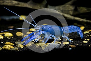 Crayfish Cherax destructor