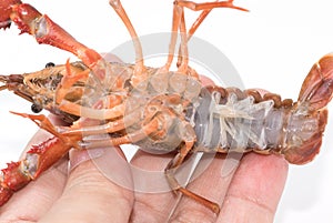 Crayfish cherax destructor, Crayfish in hand