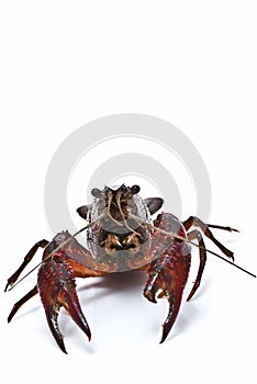 Crayfish with a clamp broken.