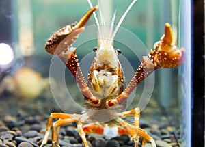 Crayfish