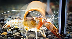 Crayfish