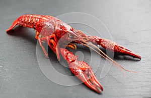 Crayfish, Crawfish closeup. Red boiled one river crayfish on stone slate dark background. Lobster closeup