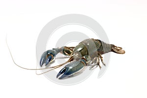 Crayfish crust on white background