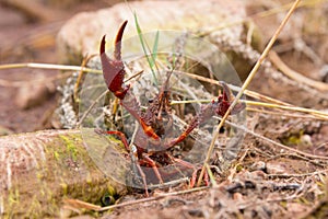 Crayfish crustacean