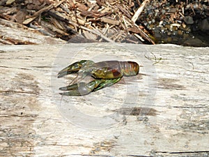 Crayfish on driftwood log on Fingerlakes shoreline
