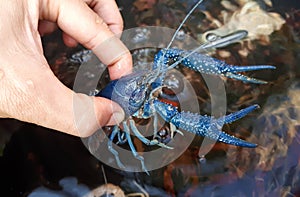 Crayfish farming