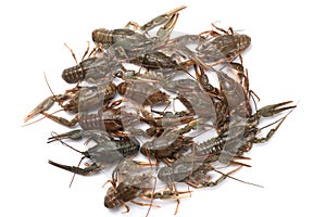 Crayfish. Fresh crayfish on a table in a rustic style, close-up. Lobster closeup