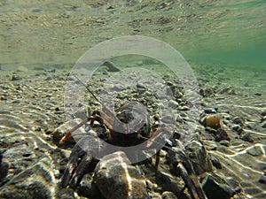 Crayfish are freshwater crustaceans resembling small lobsters 