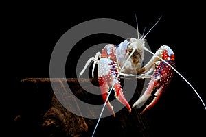 Crayfish ghost in the aquarium