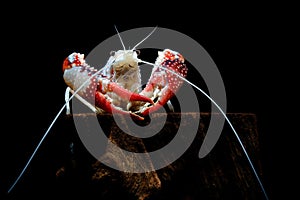 Crayfish ghost in the aquarium