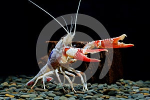 Crayfish ghost in the aquarium