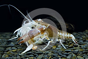 Crayfish ghost in the aquarium