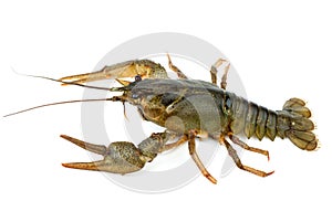 Crayfish isolated on the white photo