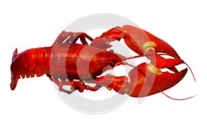 Crayfish isolated on white photo
