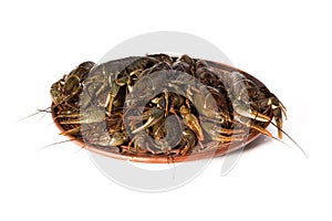 Crayfish live on a dish isolated on a white background. Fresh seafood snack