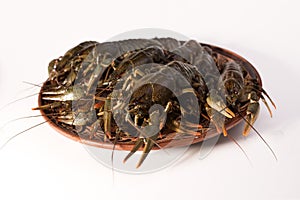 Crayfish live on a dish isolated on a white background. Fresh seafood snack