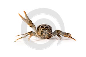 Crayfish live isolated on a white background. Fresh seafood snack