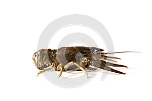 Crayfish live isolated on a white background. Fresh seafood snack