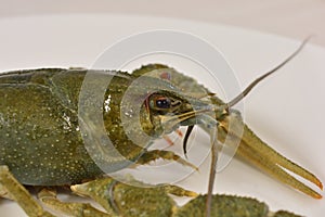 Crayfish live on an isolated white background