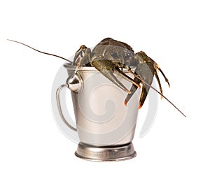 Crayfish live placed into metallic bucket isolated on a white background. Fresh seafood snack