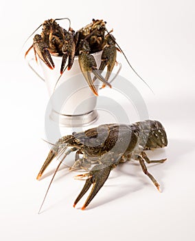 Crayfish live placed into metallic bucket isolated on a white background. Fresh seafood snack