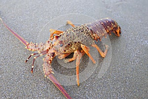 Crayfish, lobsters