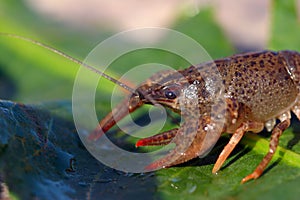 Crayfish