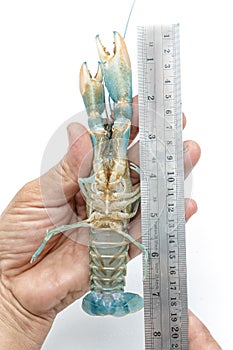 Crayfish with a measuring ruler