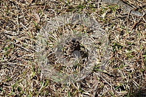 Crayfish Mound in Texas Yard Sundried Grass