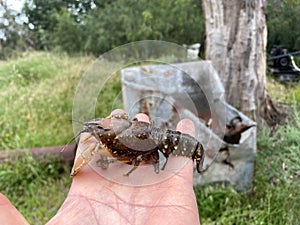 crayfish at murray river australia