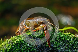 Crayfish near mountain brook. European noble crayfish, Astacus astacus, on mossy stone in morning sunrays.