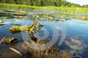 Crayfish , Orconectes limosus, out of the water on the banks of the river.