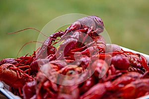 Crayfish piled on a styrofoam plate