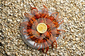 Crayfish on a plate with lemon on the background of shells