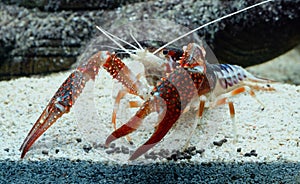 Crayfish Procambarus clarkii in the aquarium