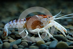 Crayfish Procambarus clarkii in the aquarium