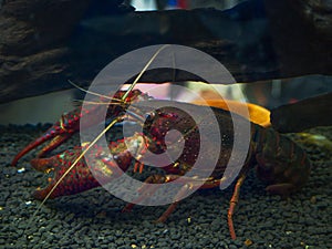 Crayfish Procambarus Clarkii Ghost.