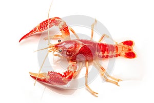 Crayfish Procambarus Clarkii Ghost