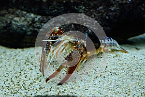 Crayfish Procambarus clarkii ghost in the aquarium