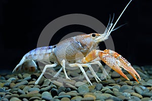 Crayfish Procambarus clarkii ghost in the aquarium