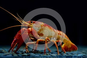Crayfish Procambarus clarkii ghost in the aquarium