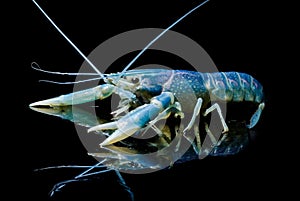 Crayfish Procambarus Clarkii Ghost