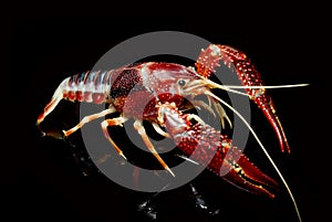 Crayfish Procambarus Clarkii Ghost