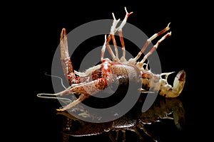 Crayfish Procambarus Clarkii Ghost
