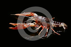 Crayfish Procambarus Clarkii Ghost