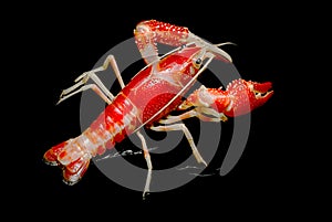 Crayfish Procambarus Clarkii Ghost