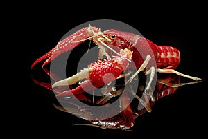 Crayfish Procambarus Clarkii Ghost