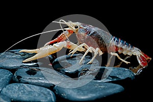 Crayfish Procambarus Clarkii Ghost